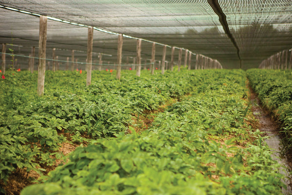 Inside a Wisconsin Ginseng Farm: How American Ginseng Is Grown