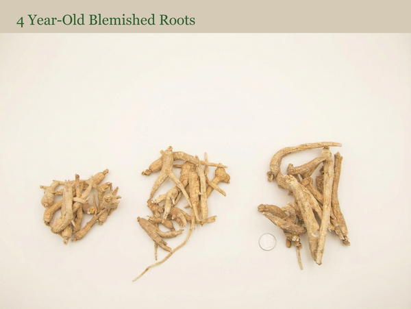 2025 Harvest – 4 Year-Old Blemished Roots (10 lb)