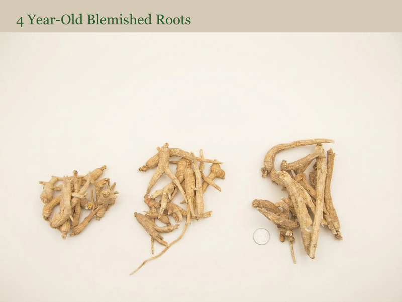 2025 Harvest 4 Year-Old Blemished Ginseng Roots - Wisconsin bulk 10 lb bag