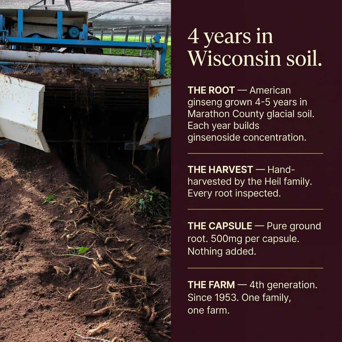 Wisconsin American Ginseng Capsules — 500mg — 60 Count - Image 5