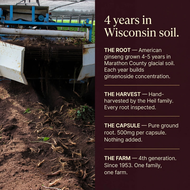 Wisconsin American Ginseng Capsules — 500mg — 60 Count - Image 5