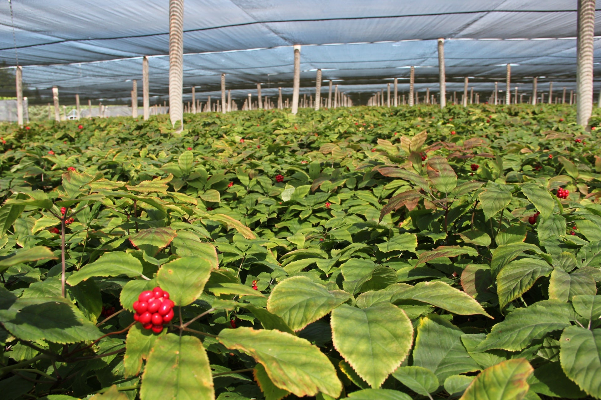 Rows of Wisconsin ginseng on the Heil family farm